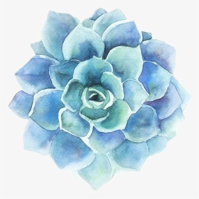 Echeveria - Blue Stickers Flower, HD Png Download, Free Download