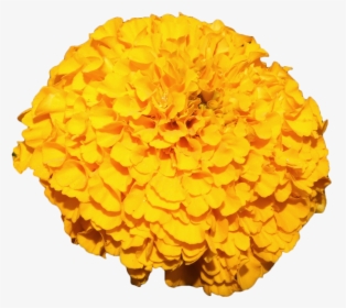 Mexican Marigold Flower Yellow - Transparent Marigold Garland Png, Png Download, Free Download
