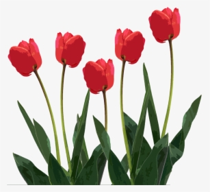 First Day Of Spring Clipart - Tulips Transparent Png, Png Download, Free Download