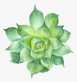 Echeveria - Green Flower Watercolor Transparent, HD Png Download, Free Download