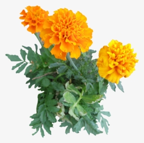Mexican Marigold Plant Flower Clip Art - Transparent Background Marigold Png, Png Download, Free Download
