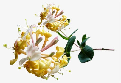 Clip Art Mexican Honeysuckle - Honeysuckle Flower Transparent, HD Png Download, Free Download