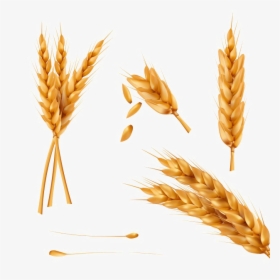 Wheat Png Photo - Wheat Spikelet, Transparent Png, Free Download