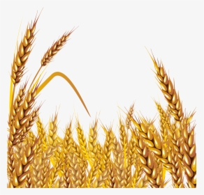 Transparent Wheat Png - Clip Art Wheat Grain, Png Download, Free Download