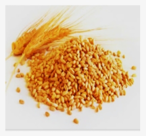 Sehore Wheat Atta - Wheat With Names, HD Png Download, Free Download