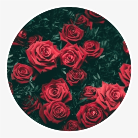 #roses #circle #frame #pattern #red #flores #circulo - Roses In The Dark, HD Png Download, Free Download