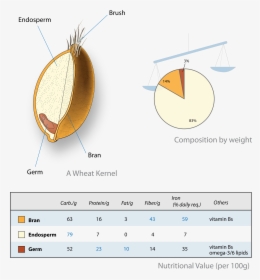 Wheat-kernel Nutrition - Endosperm Meaning In Tamil, HD Png Download, Free Download