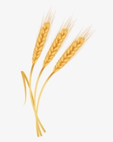 Espiga De Trigo Png, Transparent Png, Free Download