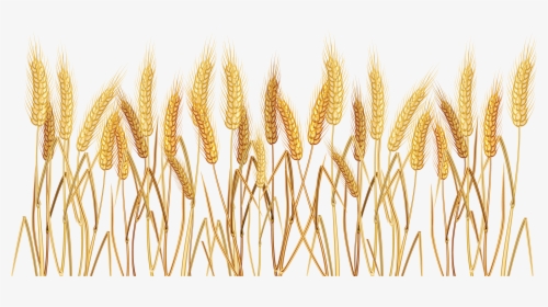 Vector Wheat Transparent - Wheat Clipart Transparent Background, HD Png Download, Free Download
