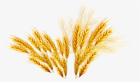 Vector Royalty Free Library Emmer Coupon Rice Wheat - Trigo Png, Transparent Png, Free Download