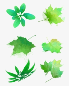 Hojas Verdes Acuarelas Manchas Png Y Psd - Fall Leaf, Transparent Png, Free Download