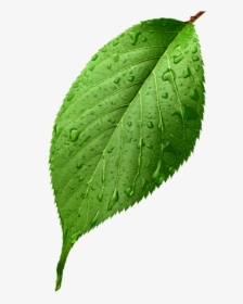 Зеленый Лист, Лист Вишни, Лист Вишневого Дерева, Green - Green Apple Leaf Png, Transparent Png, Free Download