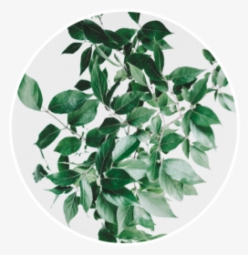 #leaf #green #plant #verde #planta #hoja #circle #circulo - Iphone X Wallpaper Leaves, HD Png Download, Free Download