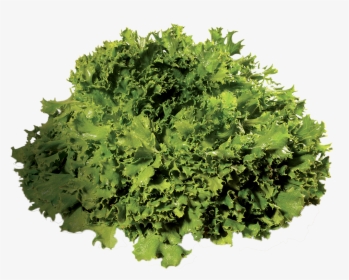 Salade Frisée - Kale, HD Png Download, Free Download