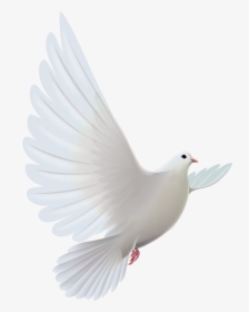 Dove Transparent Prayer - Transparent White Dove Png, Png Download, Free Download