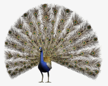 Pavão Em Png Pomba - Peacock Open Feathers Png, Transparent Png, Free Download