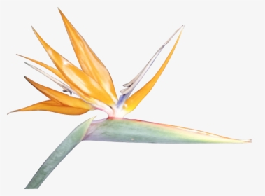 Bird Of Paradise Silhouette - Watercolor Bird Of Paradise Flower, HD Png Download, Free Download