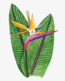 Bird Of Paradise - Flower Bird Of The Paradise Png, Transparent Png, Free Download