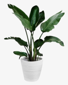 Plants Plant Leaf Arecaceae Palm Branch Green Clipart - Transparent Indoor Plant Png, Png Download, Free Download