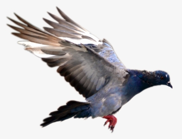Pigeon Bird Flying Png, Transparent Png, Free Download