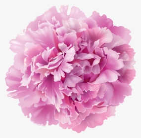Clip Art Peony Flowers Png - Png Peonies, Transparent Png, Free Download