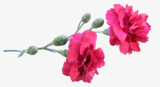 Carnation, Stem, Flowers - Carnation Flower Png, Transparent Png, Free Download