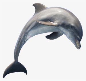 Dolphin Transparent Background, HD Png Download, Free Download