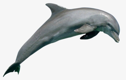 Dolphin Png, Transparent Png, Free Download