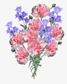 Carnations, Flowers, Blue - Blue And Pink Carnations, HD Png Download, Free Download