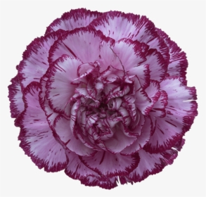 Bacarat Purple Carnation - Flowers Clipart Carnations, HD Png Download, Free Download