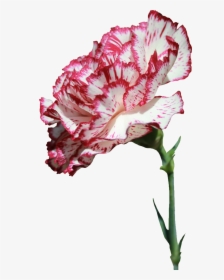 Clip Art Carnation Flower Tattoo - Carnation Flower Png Transparent, Png Download, Free Download