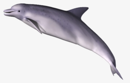 Download Dolphin Png Clipart - Dolphin Png, Transparent Png, Free Download
