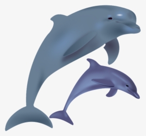 Dolphin Free Png Image - Transparent Dolphin, Png Download, Free Download