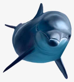 Dolphin Png - Dolphin Png Transparent, Png Download, Free Download