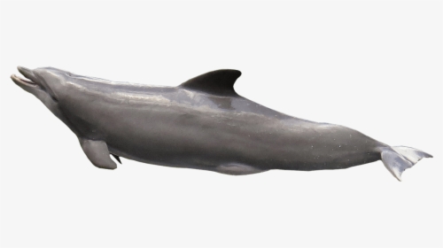 Dolphin Mouth Open - Dolphin Transparent Fish Png, Png Download, Free Download