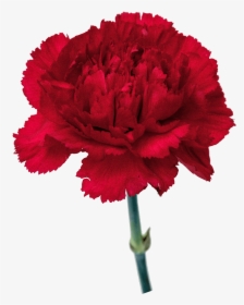 Carnation Flowers Png Free Images - Transparent Background Carnation Png, Png Download, Free Download