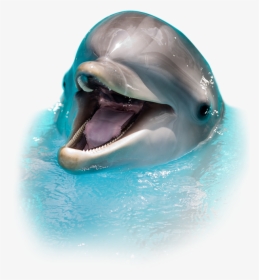 Sea Screamer Dolphin Tours Clearwater Guaranteed - Dolphin Images In Png, Transparent Png, Free Download