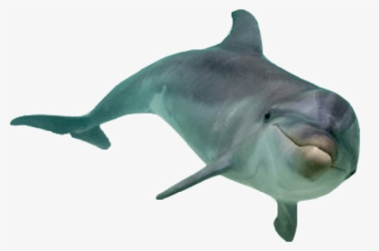 Dolphin Png, Transparent Png, Free Download