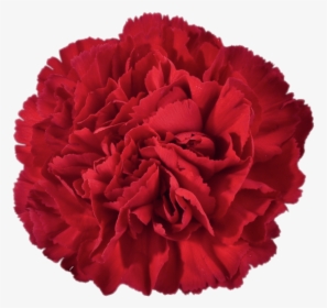 Red Carnation - Carnation Clipart, HD Png Download, Free Download