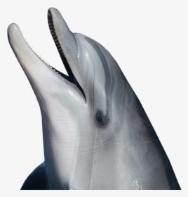 Dolphin Png - Transparent Dolphin Png, Png Download, Free Download