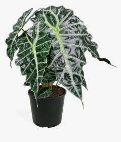 Alocasia Polly Png, Transparent Png, Free Download