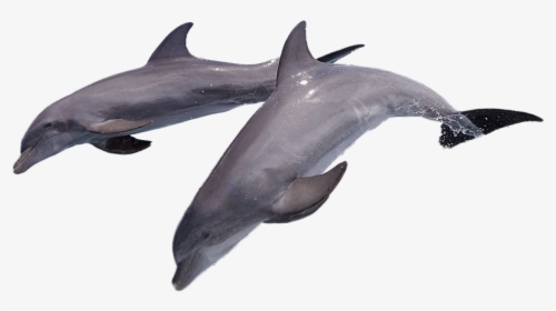 Dolphin Png Image - Dolphin Full Hd, Transparent Png, Free Download