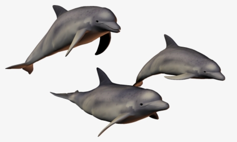 Transparent Dolphin Png - Дельфин Пнг, Png Download, Free Download