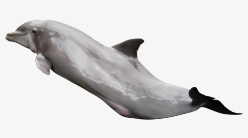 Dolphin 2 Transparent, HD Png Download, Free Download