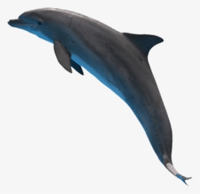 Dolphin Png Images - Dolphins Png, Transparent Png, Free Download