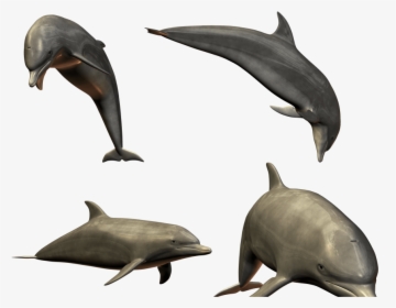 Dolphin, HD Png Download, Free Download