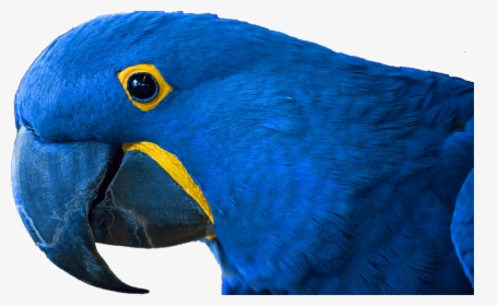 Largest Tropical Bird, HD Png Download, Free Download