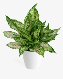 Flowerpot, HD Png Download, Free Download