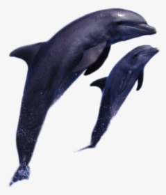 Dolphin Png Image - Common Bottlenose Dolphin, Transparent Png, Free Download