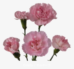 Colibri Flowers Minicarnation Ornella, Grower Of Carnations, - Carnation, HD Png Download, Free Download